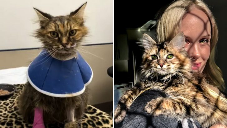 Vet Says This Cat Won’t Survive Two Days Outside The Hospital, But She Surprises Everyone
