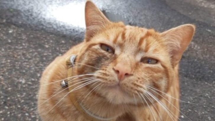 Family Finds Their Lost Cat 24 Miles From Their Home Only To Make A Heartwarming Discovery