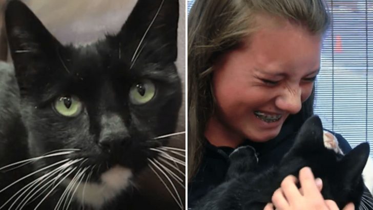 Lost Cat’s Remarkable 32-Mile Journey Ends In Heartwarming Family Reunion