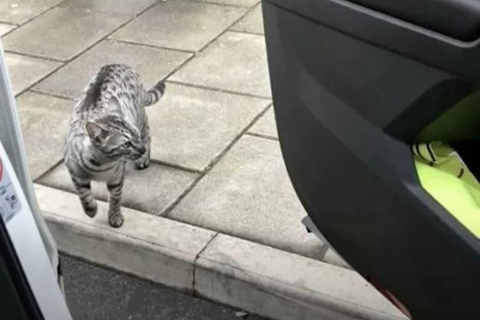 Louis the cat walking on the sidewalk