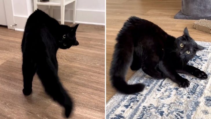 This Cat Is Known As The Craziest House Panther Anyone Has Ever Seen