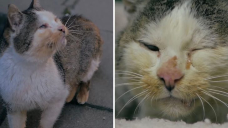 Malnourished Senior Cat Struggling To Survive Finally Gets A Chance At Life