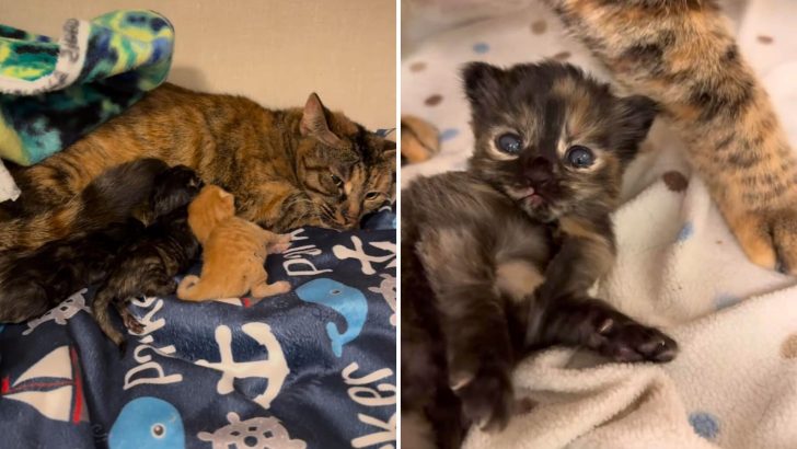 Cat Delivers Three Fragile Kittens In A Car But Their Fate Will Bring Tears To Your Eyes