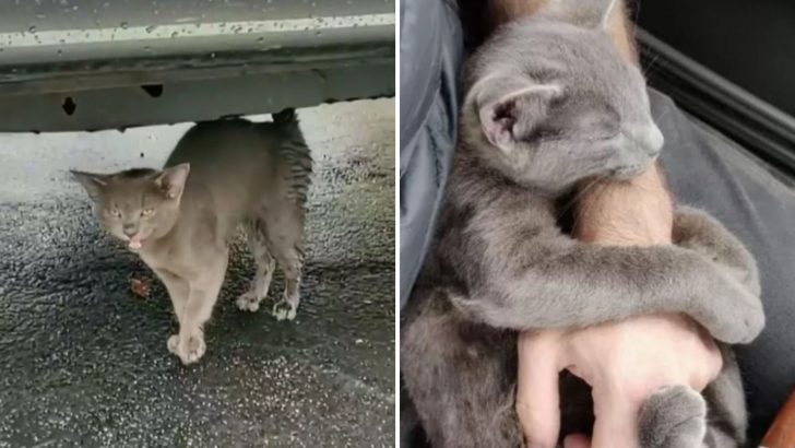 Looking For A Solution After His Car Broke Down, Man Finds A Sick Kitten In Desperate Need Of Help