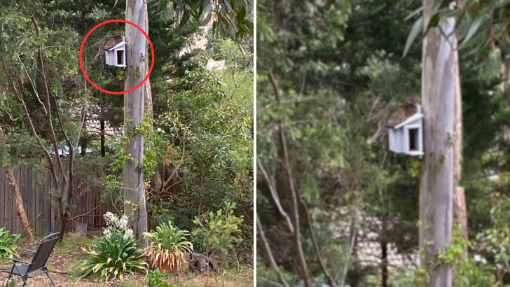 Man Installs An Owl Nesting Box But To His Surprise, Someone Else Nested Inside