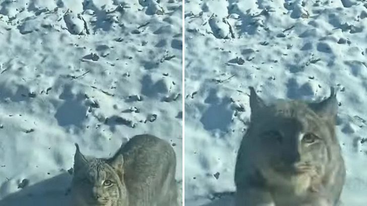 Video Captures A Man’s Shock As A Wild Lynx Unexpectedly Jumps At His Truck Window