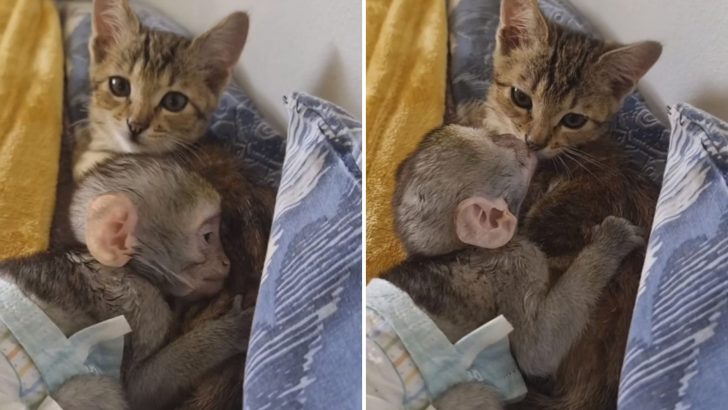 Orphaned Monkey Finds Solace In His Feline Friend And It’s The Sweetest Thing to See