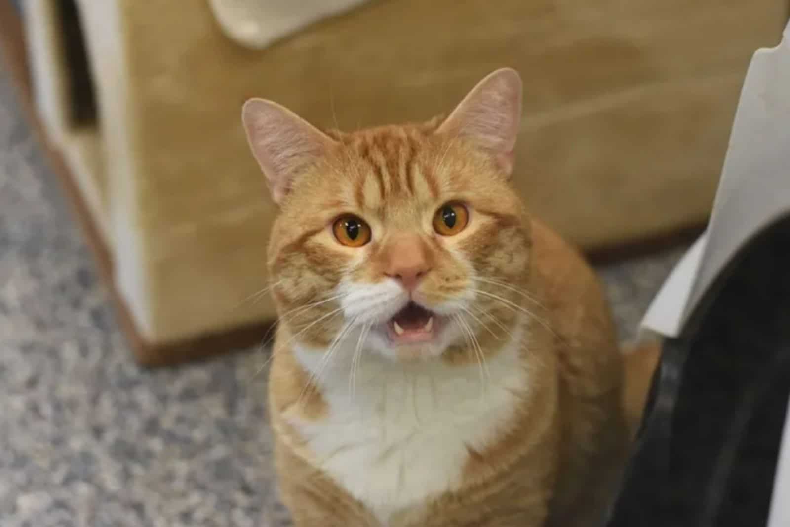 Mayhem the cat meowing