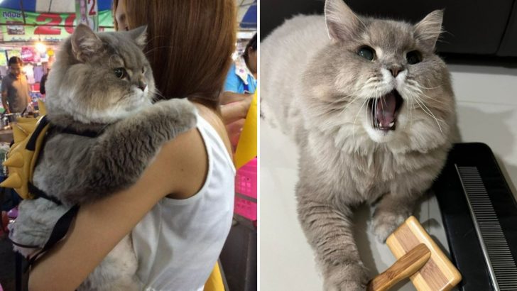 Discover Why This Huge Fluffy Cat Captured So Many Hearts On Instagram