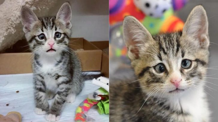 This Kitten’s ‘Worried Eyes’ Hide A Story That’ll Melt Your Heart