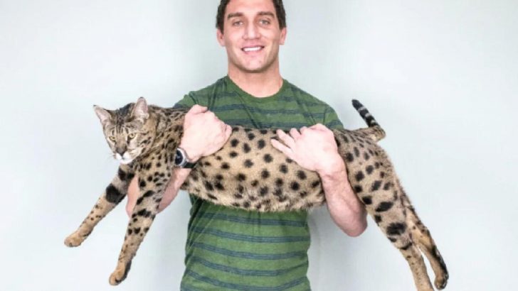 Have You Ever Seen The World’s Tallest Living Cat?