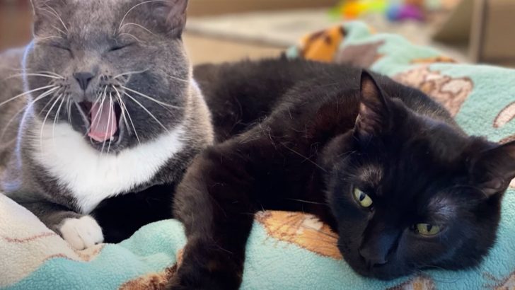 Two Paralyzed Cats Form A Lifelong Bond Seeking One Final Piece To Make Their Lives Complete