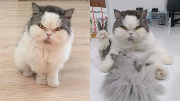 This Angry Cat Judges Everyone Who Stands In His Way