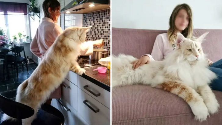 Lotus The Cat Becomes An Internet Sensation Simply For Being An Exquisite Maine Coon Kitty