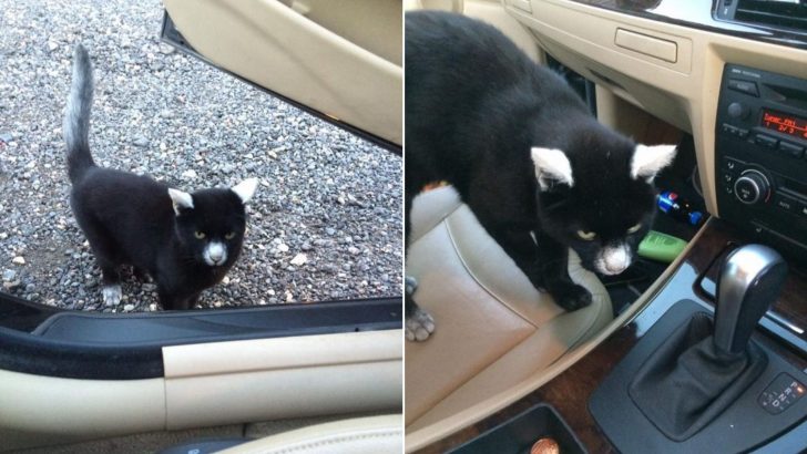 This Unique-Looking Feline With Vitiligo Markings Is The Friendliest Kitty Who Adores Humans