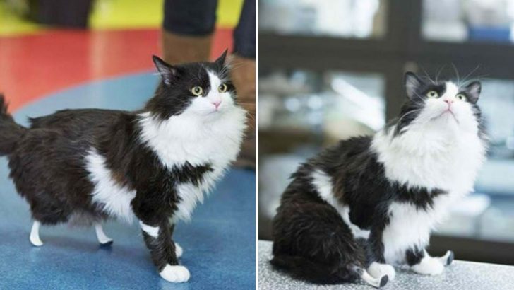 Brave Cat Who Lost His Legs To An Injury Gets Brand New Ones To Keep Him Going Through Life