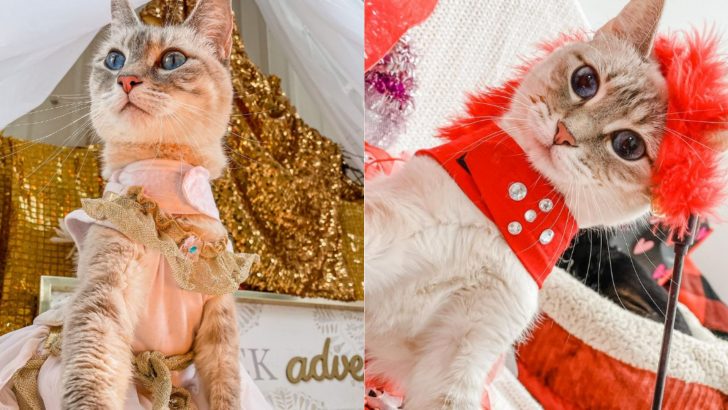 This Special Needs Kitty Is The Most Glamorous Fashion Icon You’ll Ever See