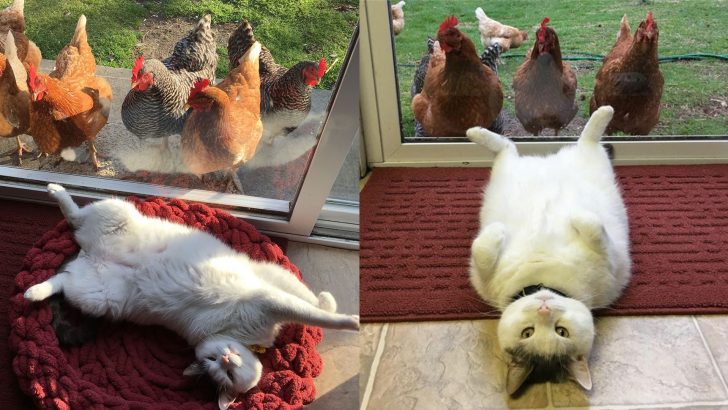 Meet The Cat Who Poses Like A Pro And Has The Funniest Fan Club Ever