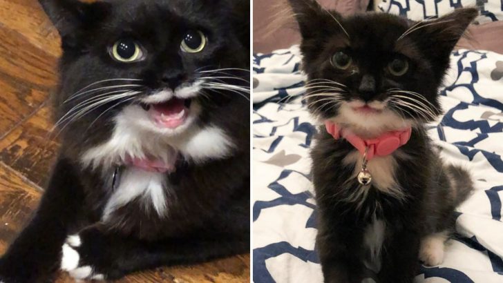 Shelter Cat Charms Her Way Into A Loving Forever Home With Her Infectious Smile