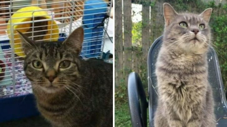 This Cat Was Missing For 7 Years And Was Found 1,500 Miles Away From Her Home In Maine