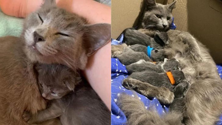 People Find Emaciated Mother Cat In Industrial Bin Trying To Keep All Six Of Her Kittens Alive