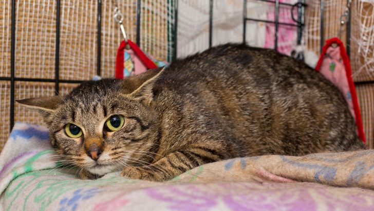 Villagers Shocked By Increasing Reports Of Cats Returning Home Injured And Traumatized