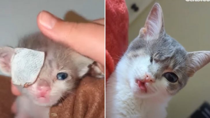 Newborn Kitten Found On The Road Faces Numerous Health Issues But Refuses To Give Up
