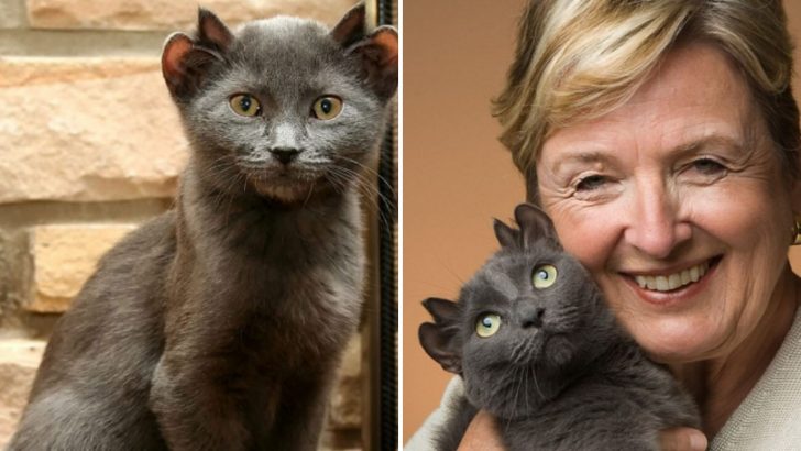 This Four-Eared Cat Remains Unadopted Due To His Weird Appearance