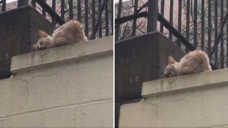 No One Wanted To Stop And Help This Poor Orange Kitten Who Was In Desperate Need Of Help