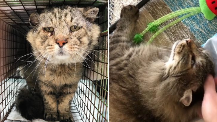 Old Feral Cat Who Wouldn’t Let Anyone Touch Him, Now Can’t Stop Cuddling With His New Mommy