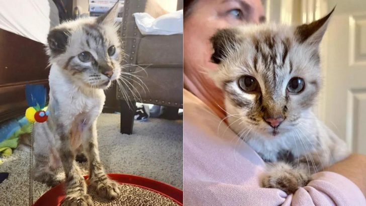 After Losing His Owner, Senior One-Eared Cat Thought All Hope Was Lost Until One Fateful Day