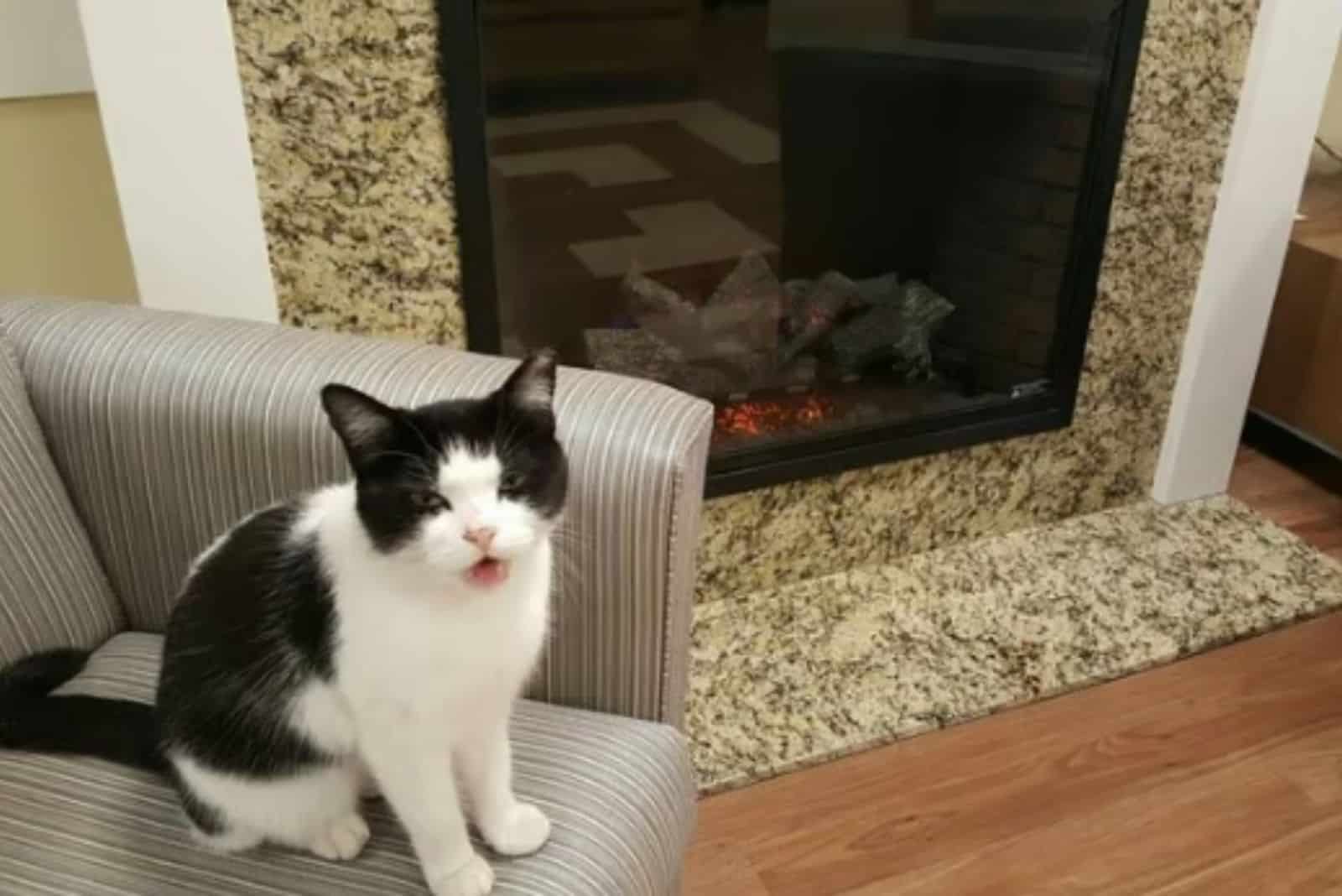 Oreo, a stray cat, sneaks into a nursing home