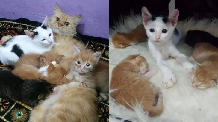 Orphaned Kitten Snuggles Next To Newborn Kittens And What Happens Next Will Warm Your Heart