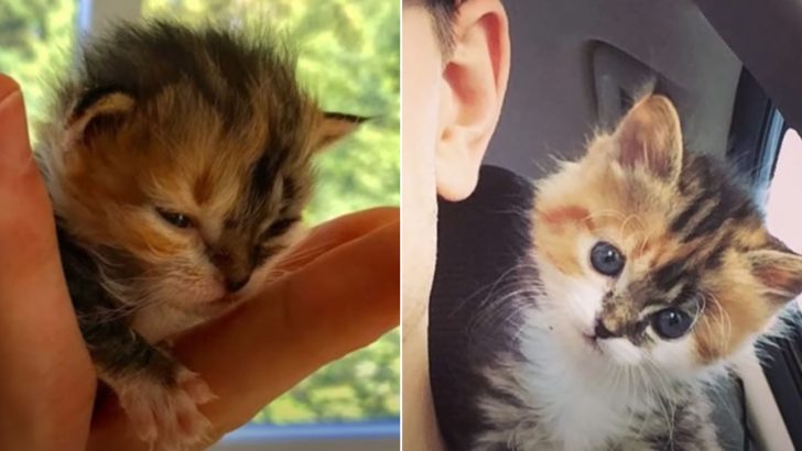 Orphaned Kitten Was All Skin And Bones Until Her Paths Crossed With A Former Marine