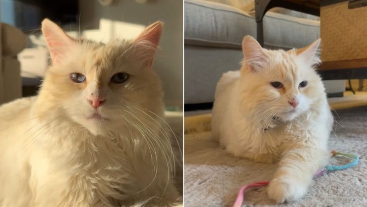 Owner Shocked To Discover Something Unusual About His Newly Adopted Feline Companion