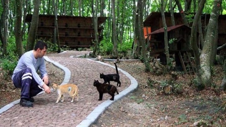 Wishing To Save As Many Felines As Possible, These Kind People Built A Dream Cat Sanctuary