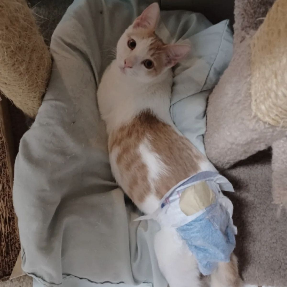 Paralyzed Kitten looking up