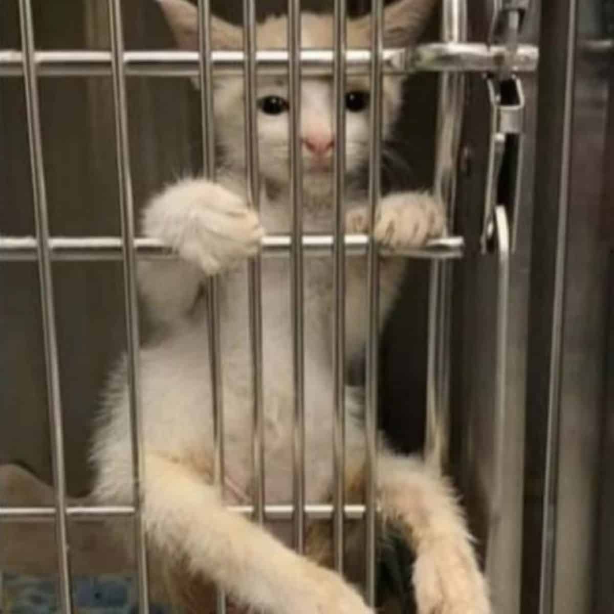 Paralyzed Kitten