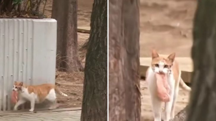 Man’s Quest To Understand Chicken-Carrying Cat Leads To Heartfelt Realization