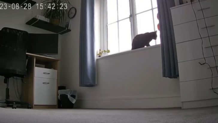 Camera Captures The Heartwarming Moment Between A Cat And Her Owners Who Just Came Home