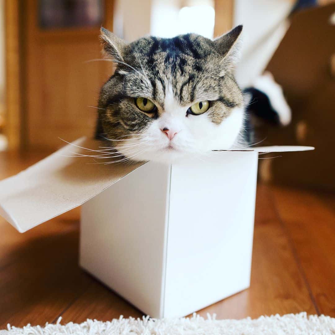 Photo of Maru, a scottish fold cat with most youtube views