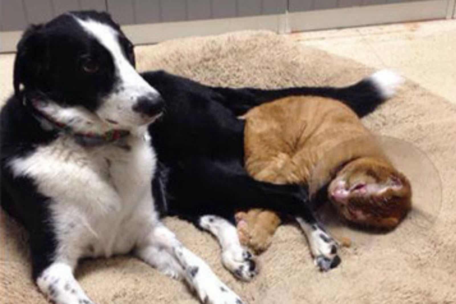 Photo of Russel curled up next to a big dog