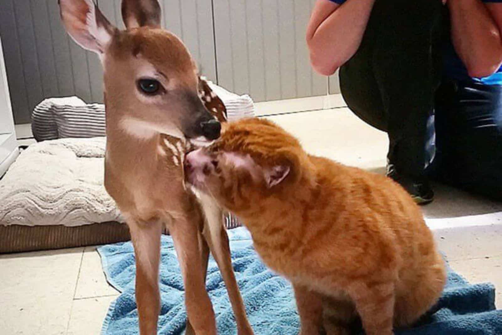 Photo of Russel with other animals at the hospital