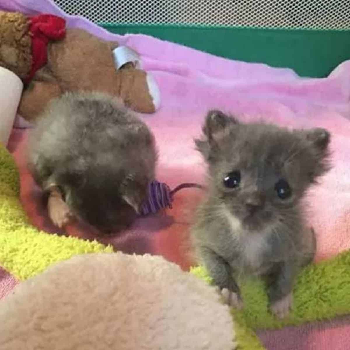 Photo of the kittens, curly on the left and moe on the right