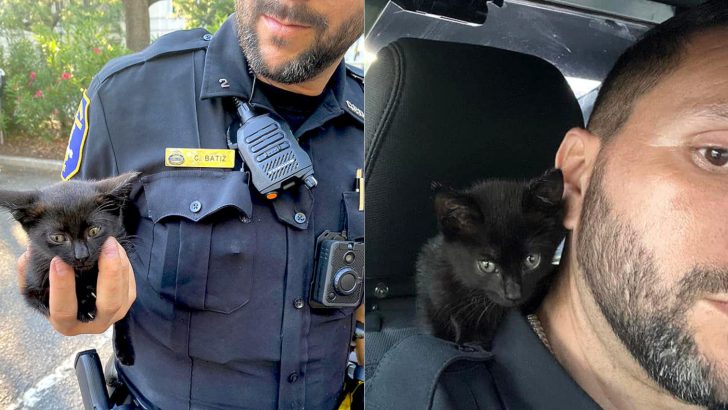 South Carolina Police Officer Shocked After Finding A Black Furball Stuck In A Jeep Engine