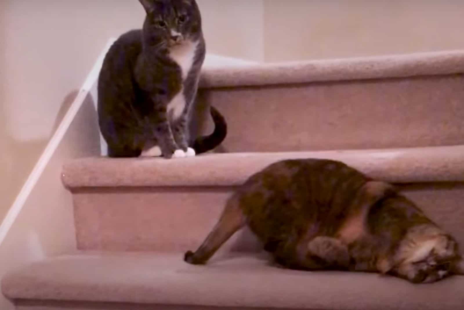 Posey tumbling down the stairs next to his brother