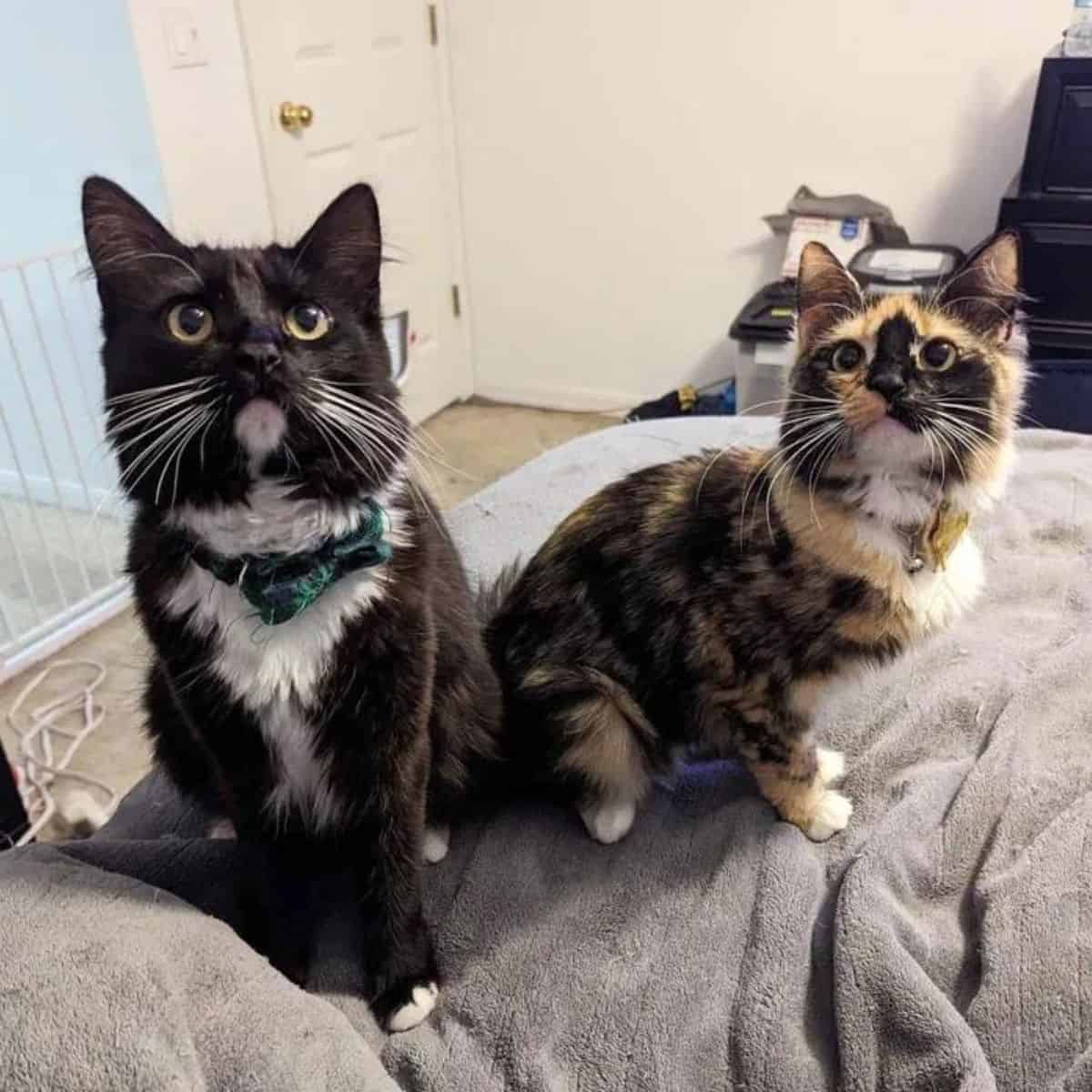 Professor and Bellatrix sitting on the bed and looking up