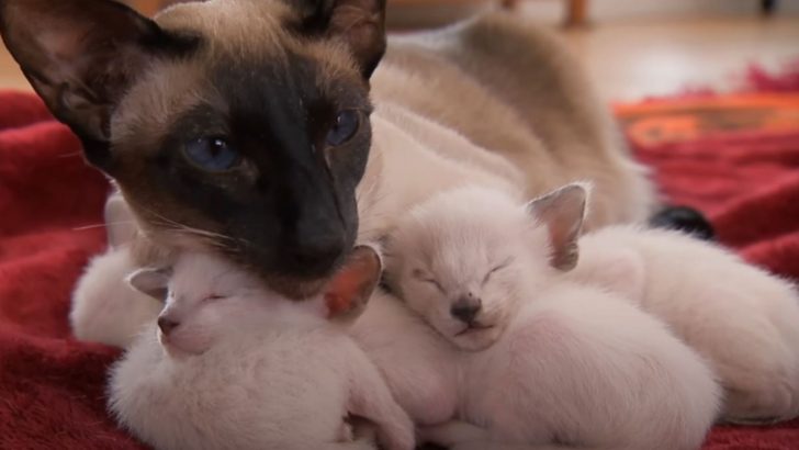 Protective Siamese Mama Cat Refuses To Leave Her Kittens’ Side