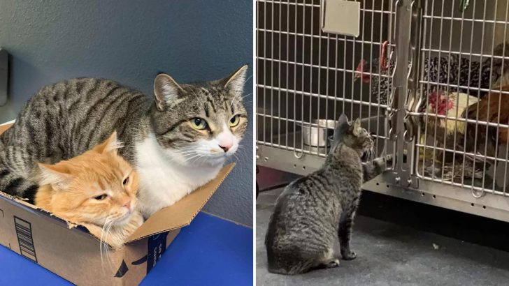 After Enduring So Much, This Rescue Cat Becomes The Hospital’s Most Devoted Furry Caregiver