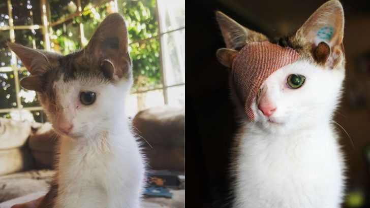 Rescue Cat With Four Ears And One Eye Finally Finds Hope For A Better Future